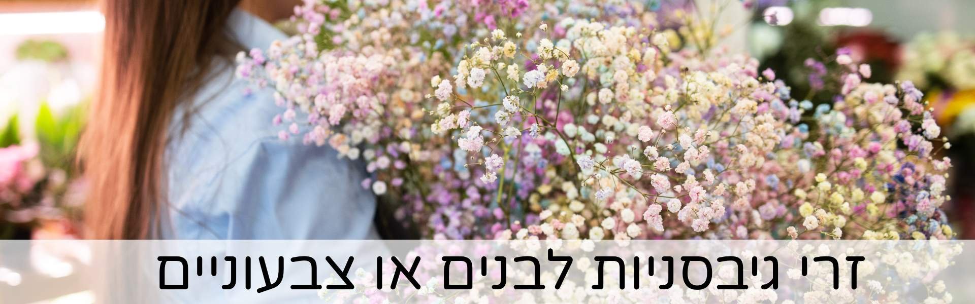 זרי גיבסניות